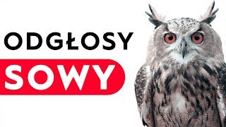 Sowa  odgłosy sowy [upl. by Rivalee]