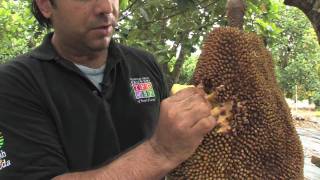 Jakfruit with the Tropical Fruit Growers of South Florida [upl. by Alliscirp275]