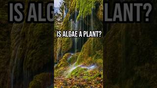 Is Algae A Plant [upl. by Kanor785]