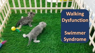 Part 3  SAD NEWS Rescued Kittens with Swimmer Syndrome Diagnosed [upl. by Swirsky]