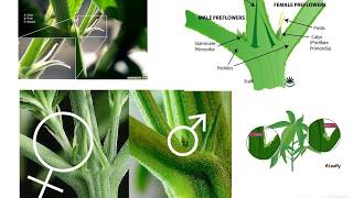 LAS CANNABIS CICLO VIDA HEMBRAS MACHOS [upl. by Aroon953]