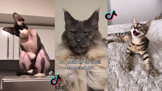 This is Supposed to Remind Cat of How They were Worshiped in Ancient Egypt  Tiktok Cat Compilation [upl. by Adhern]