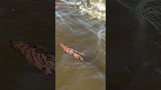 Fishing Lake Okeechobee [upl. by Rundgren436]