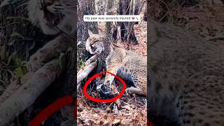 Couple Rescues Injured Bobcat It Never Leaves🐾❤️ [upl. by Ken669]