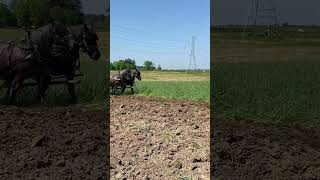 Everyone helping plowing in the field horse drafthorses horseshow [upl. by Lenette25]