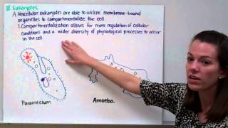 Introduction to Physiology Part 1 Prokaryotes vs Eukaryotes Fungi [upl. by Almena]