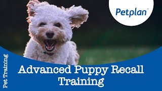 Advanced Puppy Recall Training  Teach Puppy To Come When Called  Petplan [upl. by Gannie]