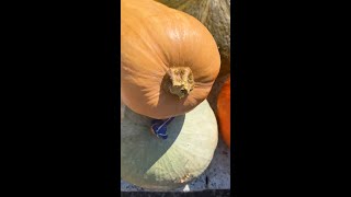 COME SCEGLIERE la ZUCCA PERFETTA tutti i consigli🎃🧡 [upl. by Eniarrol70]