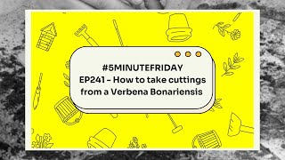 EP241  How to take cuttings from a Verbena Bonariensis 5minutefriday [upl. by Annette]