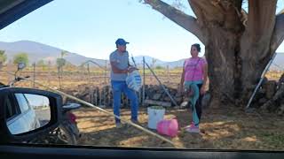 Comprando unos ricos guamúchiles por el camino hacia Chavinda Michoacán cotidiano399 [upl. by Einatirb960]