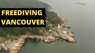 FREEDIVING VANCOUVER BC  Lighthouse Park Catching DUNGENESS CRAB for Dinner [upl. by Sirkin359]