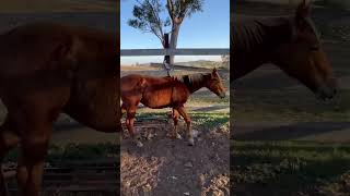 Caboolture Horse Sale “RSR Time Cat” [upl. by Htrow]