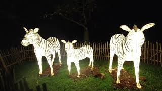 Zoo Lights Miami  Zoo Miami [upl. by Asilad]