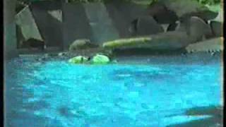 A Polar Bear swimming underwater at Singapore Zoo in December 1990 [upl. by Ronni]