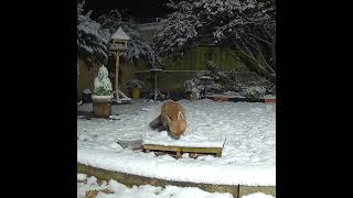 A fox nuzzling around in the snow to find the food 🥺 [upl. by Oam]