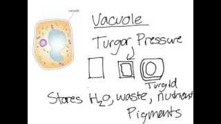 Vacuoles [upl. by Goldarina]