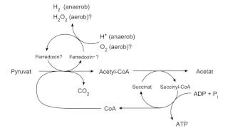 Hydrogenosome [upl. by Stevens42]