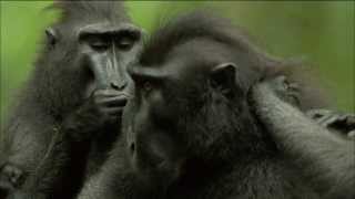 Endangered Primate Society Crested Black Macaque Troop  Nature on PBS [upl. by Katleen622]