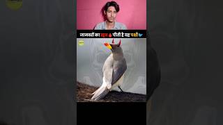 Facts about Oxpecker Bird 🐦  khoon pine wali chidiya 🐦😱  facts created by TheFact 😊 facts [upl. by Anilok]