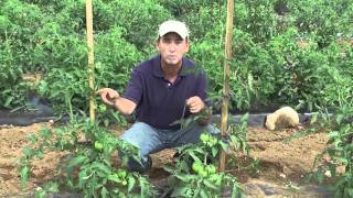 How to Grow Tomatoes Staking [upl. by Etteloiv691]