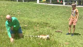 Iguana attacks people in Miami [upl. by Mureil136]