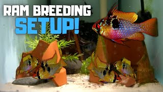 How to Setup a Ram Breeding Tank NEW Ram Breeding Setup Day in the Fish Room 40 [upl. by Sunderland]