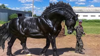 Most Powerful Horse Breed in the world [upl. by Eynaffit773]