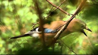 Irritated Jay Birds [upl. by Liamaj]