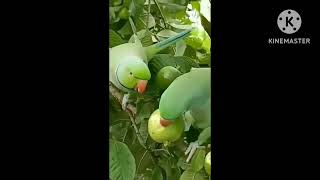 parrots ka amrud khana [upl. by Myke583]