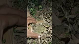 Bull frog catching।funny frog vedio funnyfrog frogs frog reels [upl. by Ntsyrk]