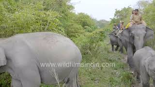 Baby elephant accompanies Elephant Safari for wildlife tourists through tall grasslands in Kaziranga [upl. by Delisle]