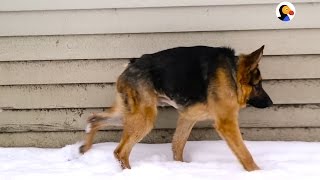 German Shepherd With Short Spine Syndrome Just Wants Love  The Dodo [upl. by Nihcas]