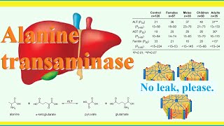 alanine transaminase [upl. by Nomahs]