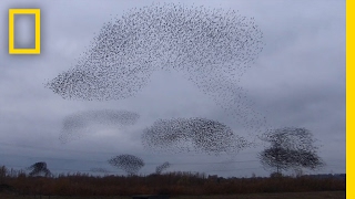 Watch Starlings Fly in Mesmerizing ShapeShifting Cloud Formation  National Geographic [upl. by Jump950]