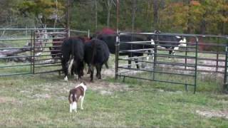 Border collie Ruabinn Penning Cattle [upl. by Betta]