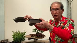 Creating Bonsai from Starter Conifers Hinoki Cypress Blawws Juniper amp Cryptomeria [upl. by Hsekin]