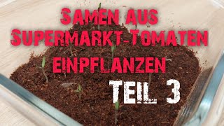 Tomatenpflanzen aus Samen von SupermarktTomaten selbst ziehen  Teil 3  Alle Samen sind gekeimt [upl. by Rats]