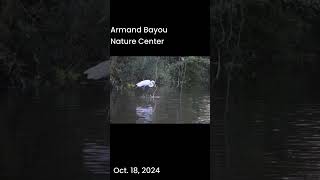 Armond Bayou Nature Center [upl. by Larimor]