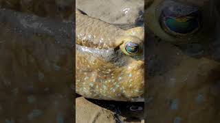 Are Mudskippers the Most RESILIENT Creatures in the Ocean [upl. by Goodson603]