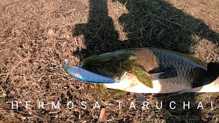 TARUCHON DORADOS Y SABALOS CON SEÑUELO PESCANDO EN ARROYO FISHING DAY [upl. by Bucella451]