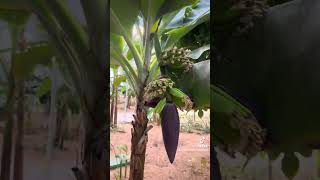 Apple and grape garden in uae desert [upl. by Dewhurst]