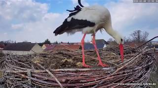 Erster Storch 2018 kam in Fohrde an  0803 um 1308 Uhr [upl. by Onidranreb]