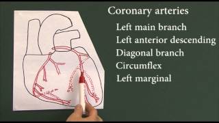 Heart disease 9 Coronary arteries [upl. by Flowers428]