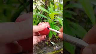 ITS MACOPA 😲birds love 🦜🦜🦜🦜trending viral fruits wildlife nature youtube [upl. by Esidarap731]