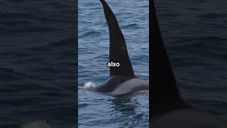 How The Orca uses its Intelligence facts brainactivity animalfacts [upl. by Amandy]