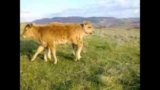 Goveda rase buša na Staroj planini  Busha Cattle in the Stara Planina [upl. by Acinod]