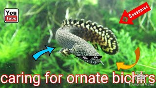 How to care for ornate bichirs [upl. by Mccullough]