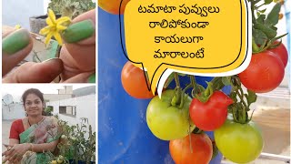 Grow lots of tomatoes using this tip tomatoes handpollination gardeningtips grow [upl. by Engenia597]