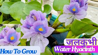 जलकुंभीWater Hyacinth  How To Grow and Care Jalkumbhi jalkumbhi waterhyacinth aquatic plants [upl. by Einon]