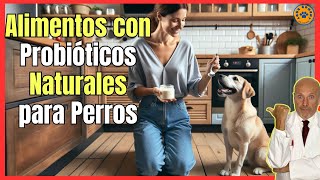 🔴 ¿QUÉ ALIMENTOS CONTIENEN PROBIÓTICOS NATURALES PARA PERROS 🔴 [upl. by Hansel]